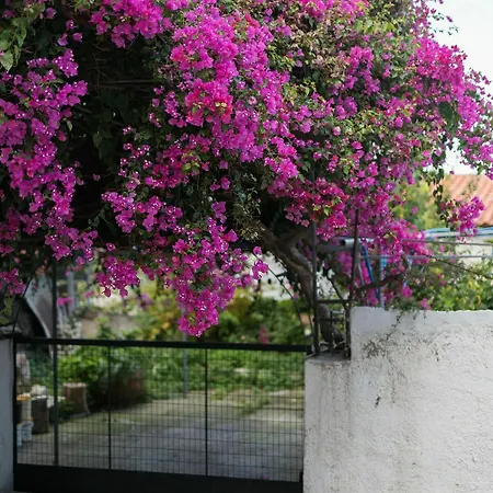 Jasmine * Rethymno